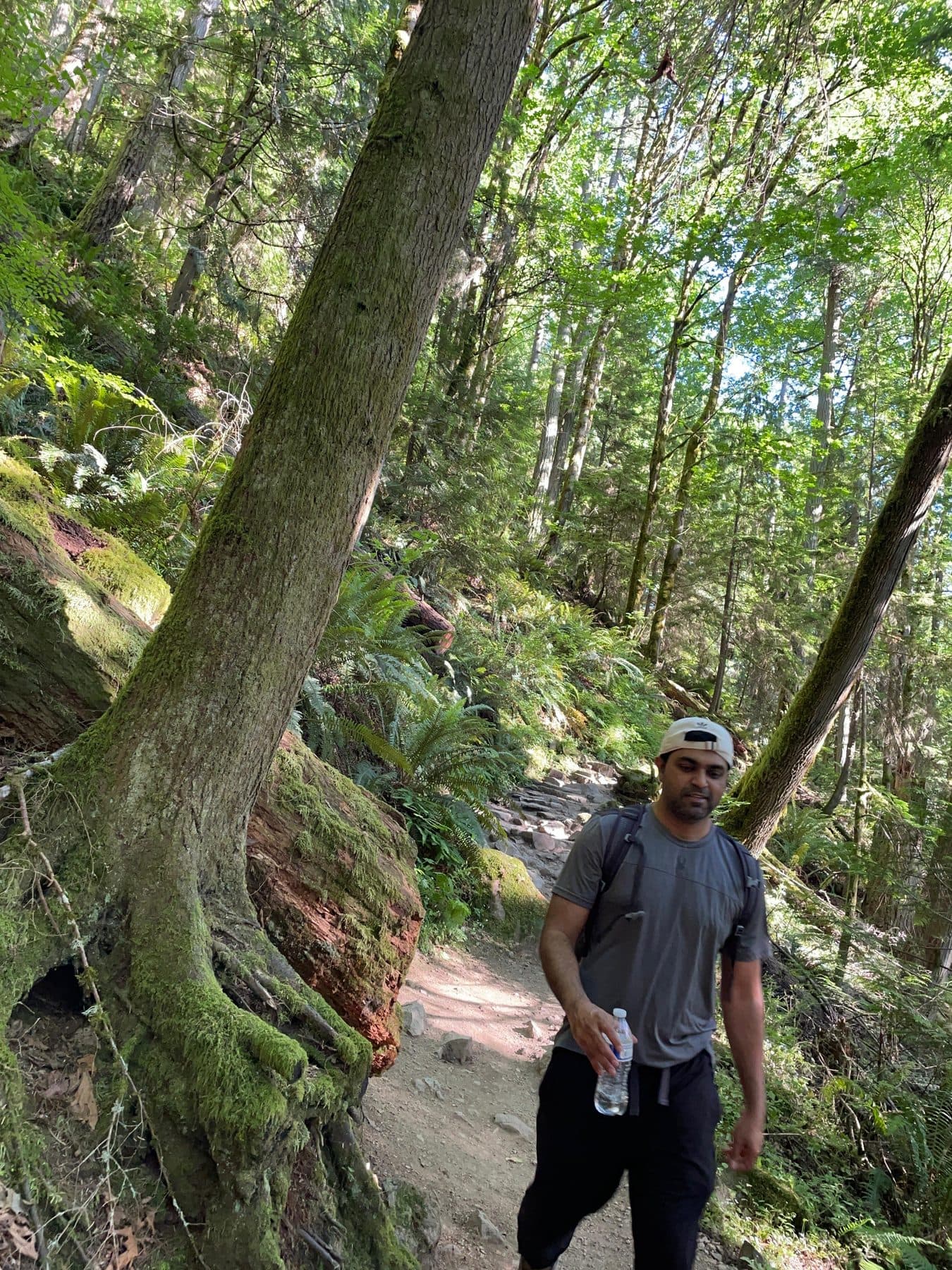Walking a mossy old-growth forest trail